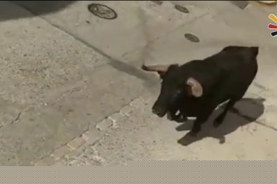 Разъярённый бык догнал человека 