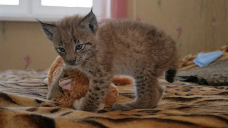 Рысёнок просится в дом