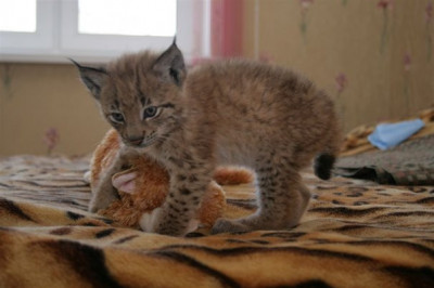 Рысёнок просится в дом