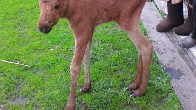 Лосёнок пришёл к людям 