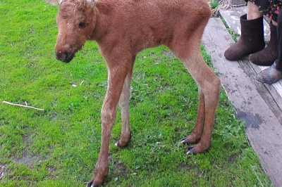 Лосёнок пришёл к людям 