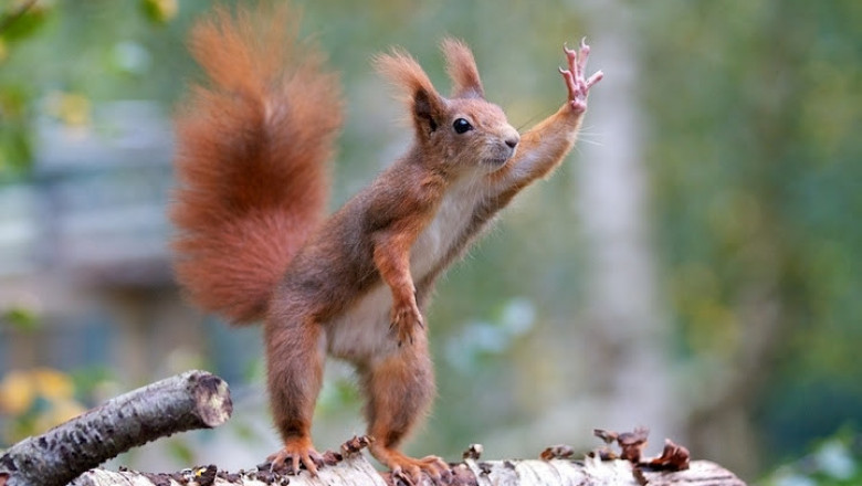 Беличье  невезение 