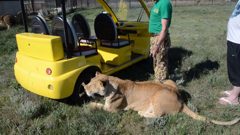 Общительная львица 
