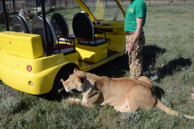 Общительная львица 