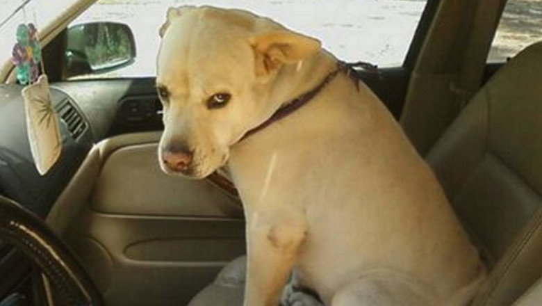 Как злятся собаки 