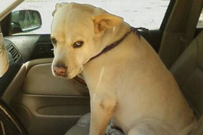 Как злятся собаки 