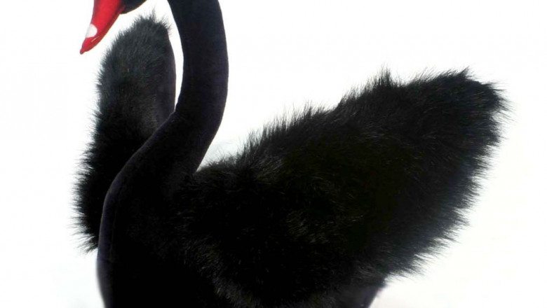 Чёрный лебедь кормит рыб 