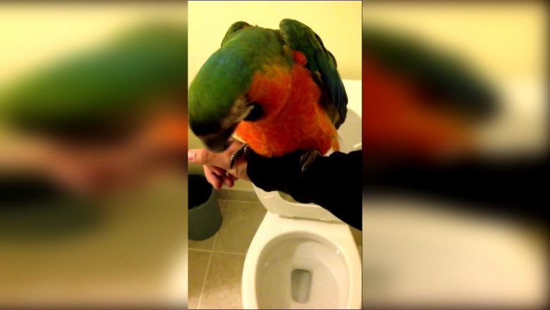 Попугаи и унитаз 