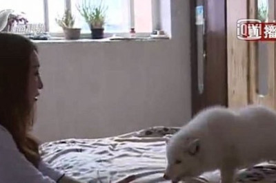 Японский шпиц оказался песцом 