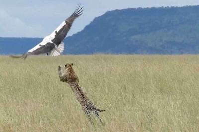 Аист-везунчик 