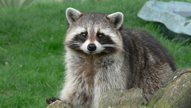 Енот-высотник 