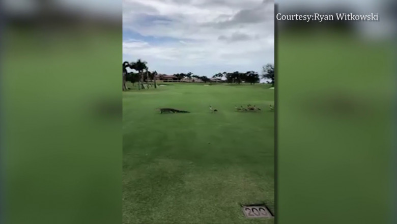 Бегство от аллигатора 