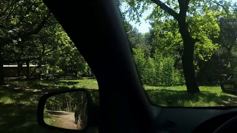 Стая гепардов и туристы 