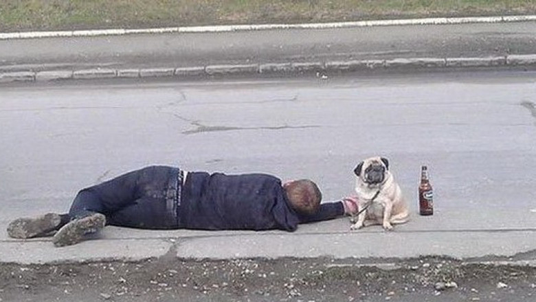 Собака - охраняка 