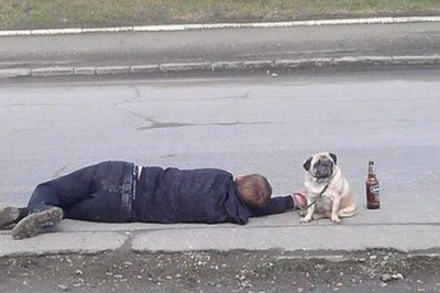 Собака - охраняка 