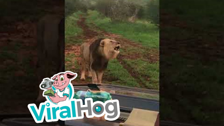 Лев встречает туристов рыканьем 