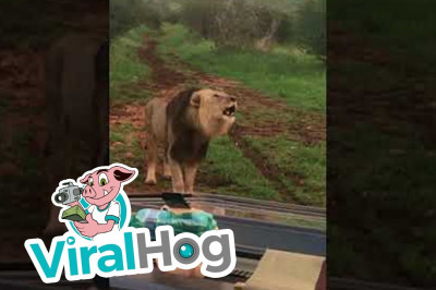 Лев встречает туристов рыканьем 