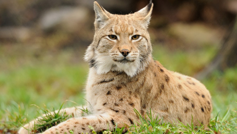 Молодая рысь и орёл