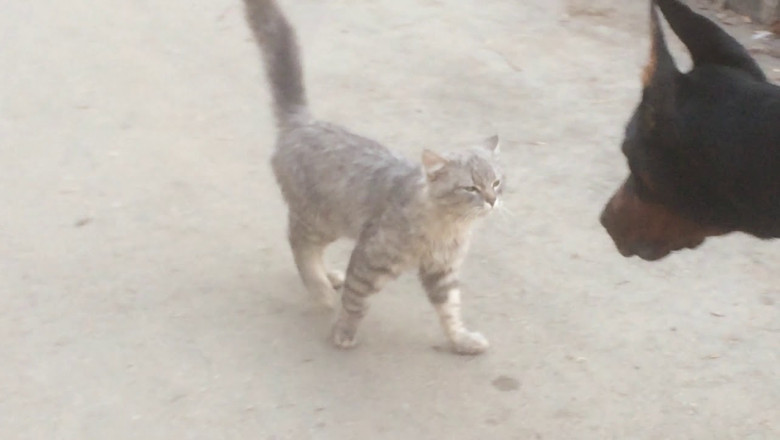 Снова вместе !