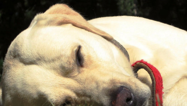 Собакам тоже сняться сны