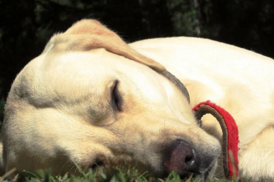 Собакам тоже сняться сны