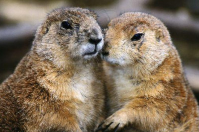 Сурки выясняют отношения