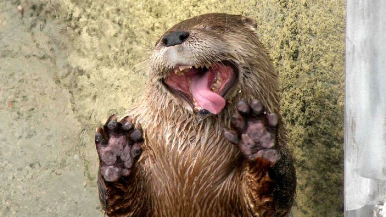 Выдра просит кушать 