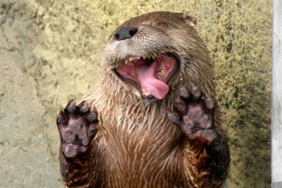 Выдра просит кушать 