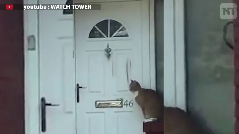 Вежливая кошка 