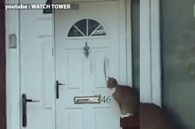 Вежливая кошка 