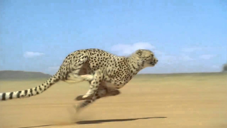 Вот это скорость !