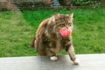 Тайный воздыхатель 