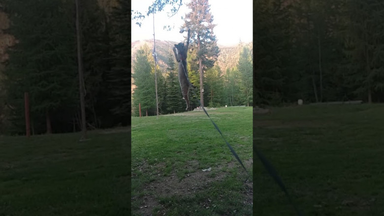 Прыгучая кошка 