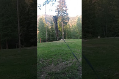 Прыгучая кошка 