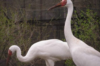 Танцующие журавли 