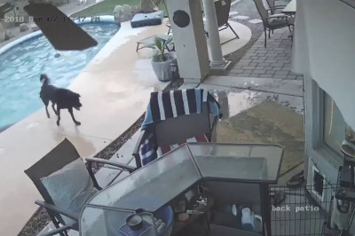 Собака спасла тонущего сородича 