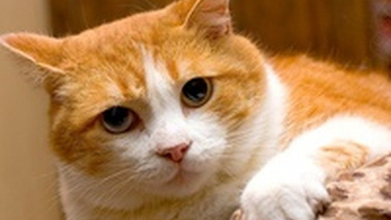 Кот игнорирует собаку 