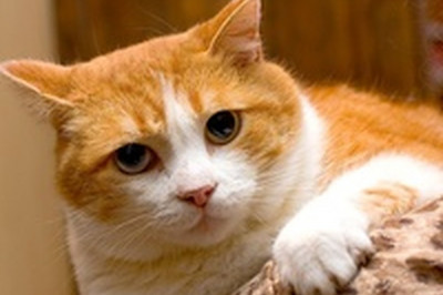 Кот игнорирует собаку 