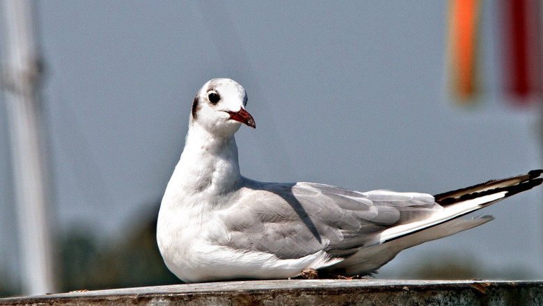 Наглая чайка