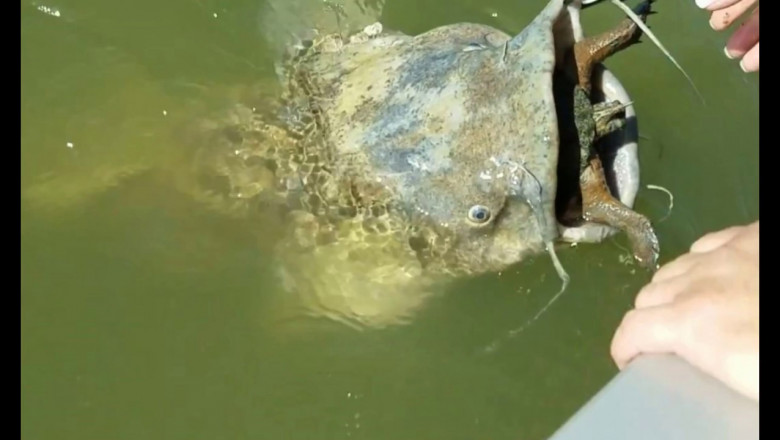 Сом пытался съесть черепаху 