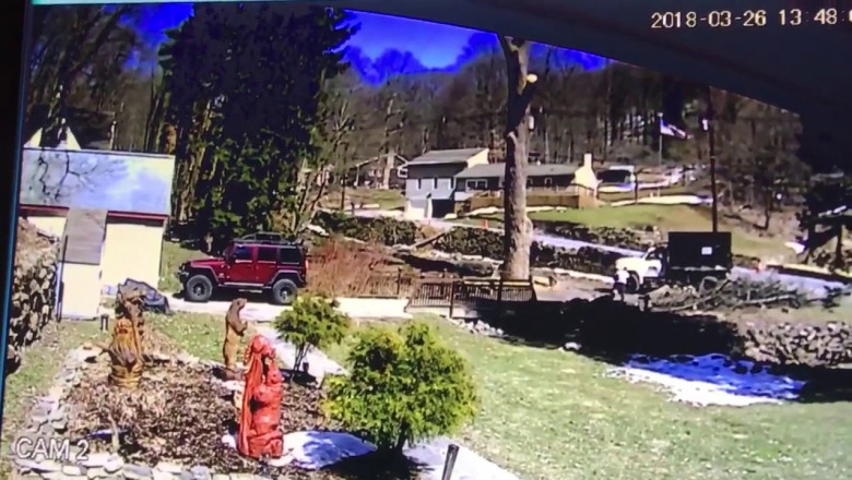 Как не надо валить деревья 