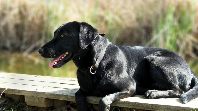 Старательный помощник 