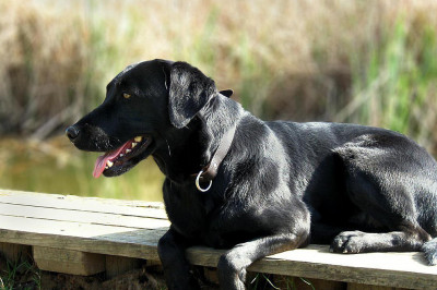 Старательный помощник 