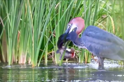 Цапля-рыболов 