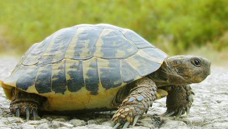 Черепаха и скейт 