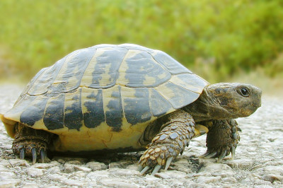 Черепаха и скейт 