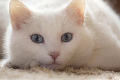 Эталон чистоты