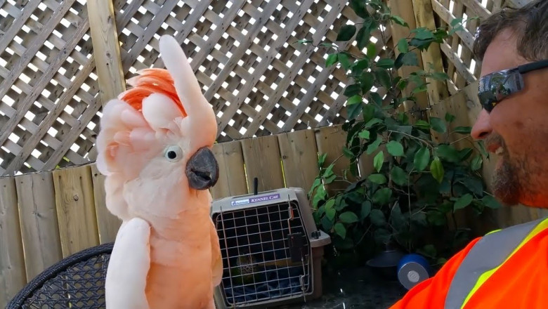 Попугаи - забавники 