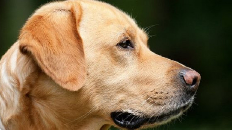 Встреча после разлуки 