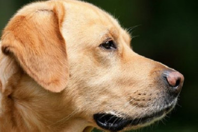 Встреча после разлуки 